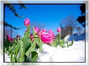 Różowe, Tulipany, Śnieg