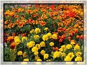 Kwiaty, Aksamitki