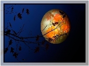 Noc, Planeta, Księżyc, Drzewo, Gałęzie