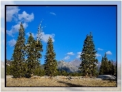 Stany Zjednoczone, Stan Kalifornia, Park Narodowy Yosemite, Góry, Drzewa
