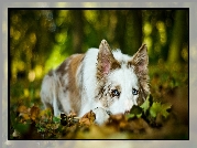 Smutny, Pies, Border Collie