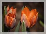 Pomarańczowe, Tulipany