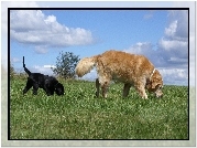 Labrador Retriever, Łąka