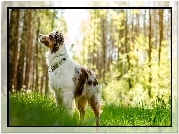 Owczarek australijski-australian shepherd