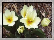 Kwiaty, Tulipany