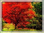 Jesień, Park, Ławeczka