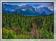 Kanada, Prowincja Alberta, Park Narodowy Jasper, Góry, Lasy, Łąka, Jezioro Hector Lake, Drzewa