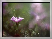 Aster, Fioletowy, Bokeh