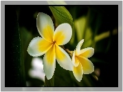 Plumeria