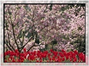 Ogród, Kwitnące, Drzewa, Czerwone, Tulipany
