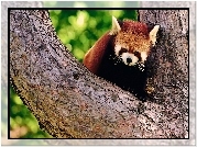 Czerwona, Panda, Drzewo, Pandka ruda