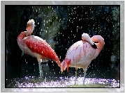 Dwa, Flamingi, Deszcz