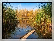 Jesień, Drzewa, Trzcina, Staw