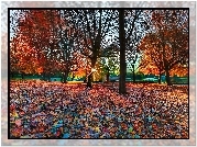 Jesień, Park, Drzewa, Liście, Promienie, Słońca