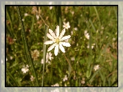 Kwiat, Trawa, Polana