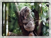 Koala, Drzewo