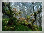 Anglia, Devon, Park Narodowy Dartmoor, Las, Drzewa, Mech, Jesień