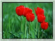 Czerwone, Tulipany
