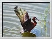 Czarny, Ibis, Woda