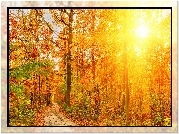 Jesień, Las, Ścieżka, Przebijające Światło