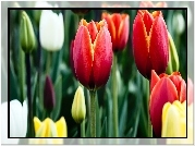Tulipany, Czerwone, Żółte, Białe