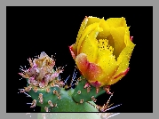 Kwitnący, Kaktus, Krople