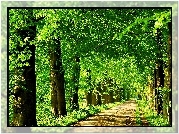 Droga, Drzewa, Park