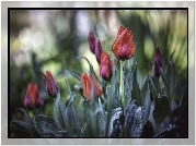 Herbaciane, Tulipany, Listki