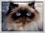 Kot syjamski, Niebieskie, Oczy