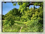 Drzewa, Zielone, Liście