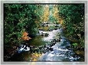 Las, Kamienie, Rzeczka