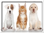 Pies, Jack Russell Terrier, Kot, Maine Coon, Labrador Retriever