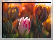 Tulipany