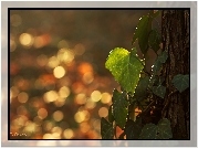Bluszcz, Drzewo, Bokeh