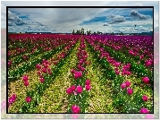 Różowe, Tulipany, Uprawa