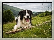 Border Collie, Łąka, Kij