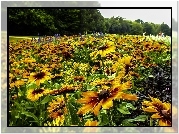 Kwiaty, Rudbekia, Łąka