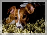 Pies, Jack Russell terrier, Dywan