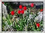 Kwiaty, Tulipany, Ogródek