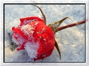Czerwona, Róża, Śnieg,    

