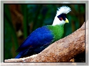 Turaco, Konar