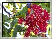 Lorysa Górska, Gałązka, Kwiat, Corymbia ficifolia