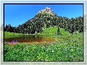 Stany Zjednoczone, Stan Waszyngton, Park Narodowy Mount Rainier, Jezioro Tipsoo, Łąka