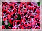 Pelargonia, Angielska