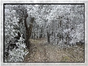 Las, Ścieżka, Zamarznięte, Drzewa, Zima