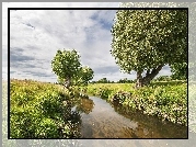 Rzeka, Łąki, Wierzby