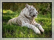 Biały, Tygrys, Trawa
