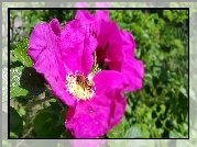 Purpurowa, Róża, Pszczoła