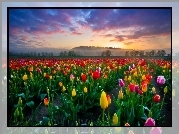 Tulipany, Zachód, Słońca