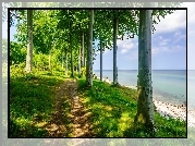 Las, Ścieżka, Jezioro